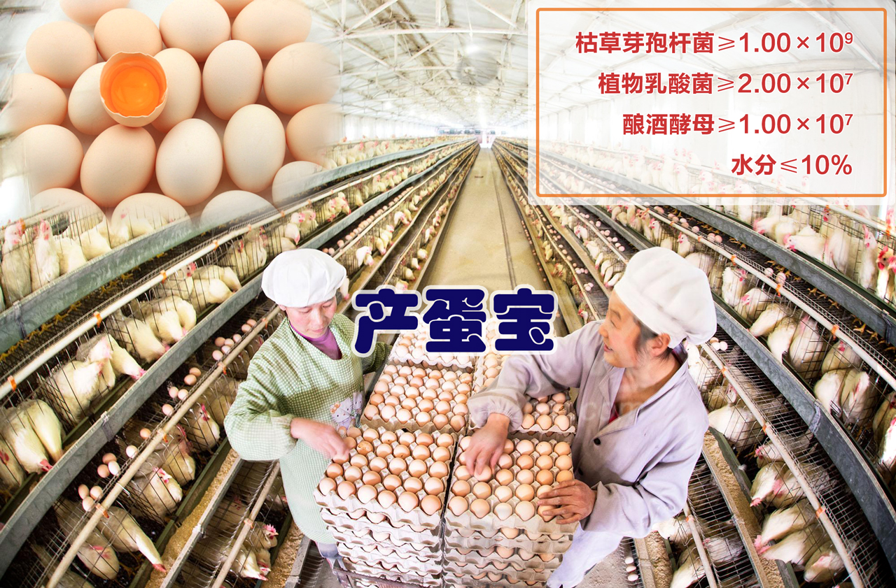 蛋鸡专用菌 产蛋宝提高蛋鸡产量
