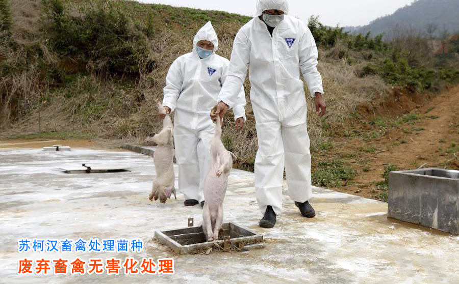 畜禽处理菌种.jpg 畜禽无害化处理